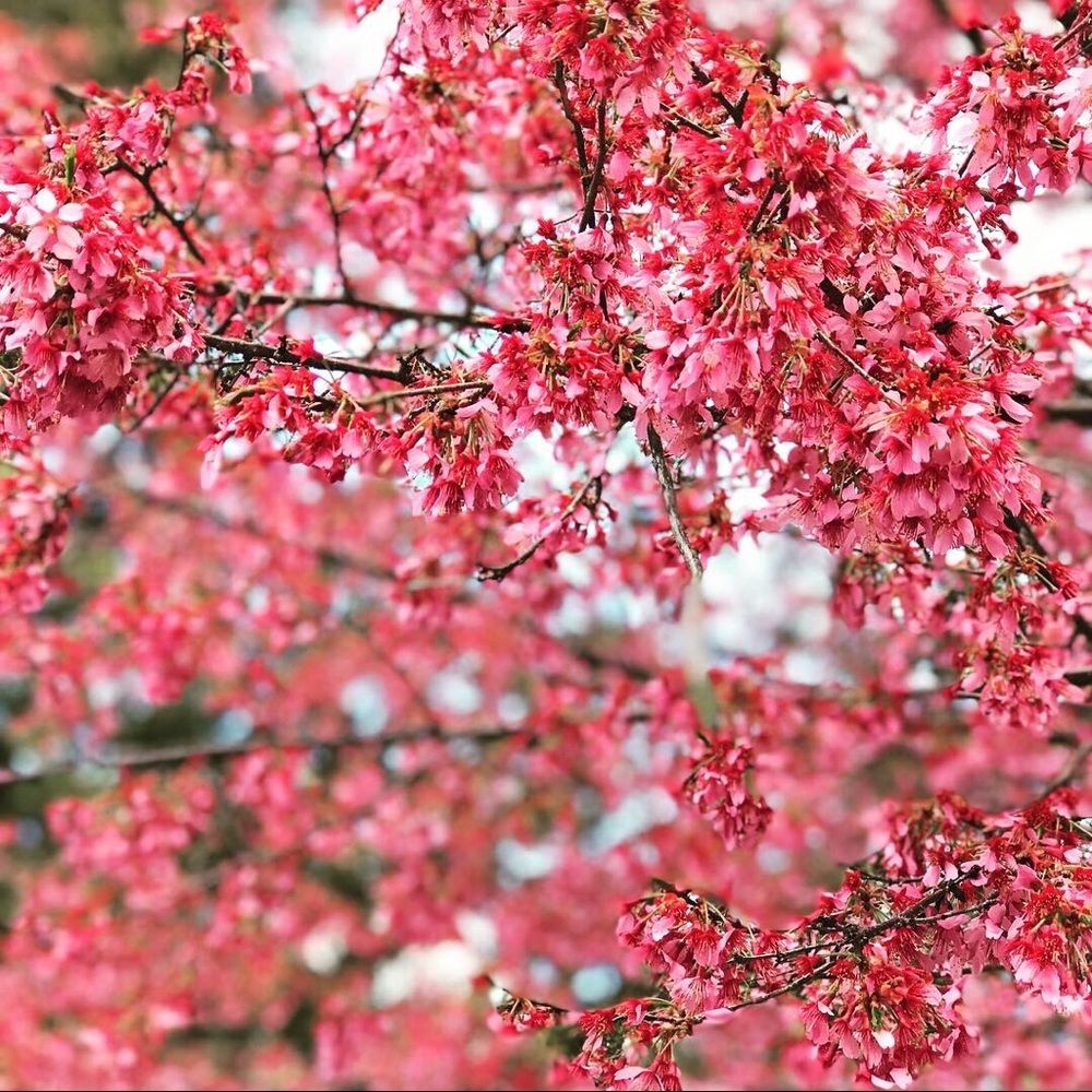 Meet your Posher, Harriet
